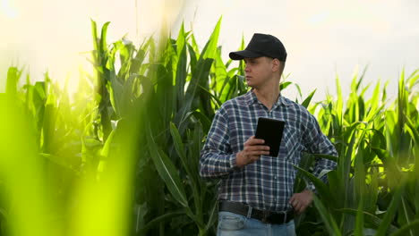 Young-male-agronomist-or-agricultural-engineer-observing-green-rice-field-with-digital-tablet-and-pen-for-the-agronomy-research.-Agriculture-and-technology-concepts